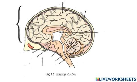 ಮಿದುಳಿನ ಭಾಗಗಳನ್ನು ಗುರುತಿಸಿ