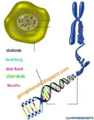 ಜೀವಕೋಶ