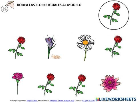 Flores primavera