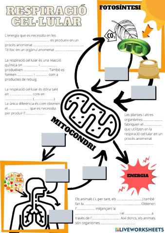 La respiració cel·lular