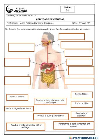 Ciências - Sistema digestório