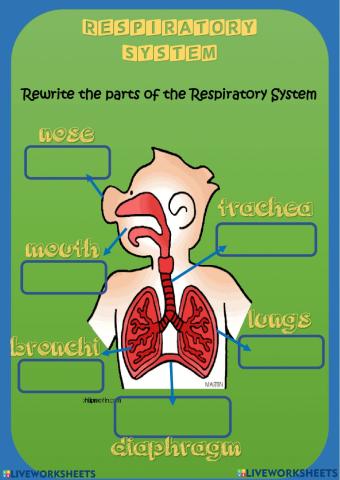 LUNGS