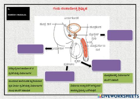 ಪುರುಷ ಸಂತಾನೋತ್ಪತ್ತಿ ವ್ಯೂಹ