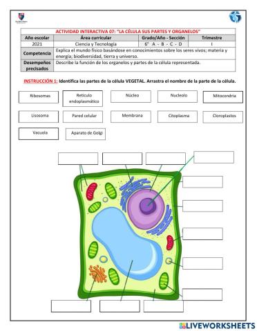 Partes y organelos de la célula