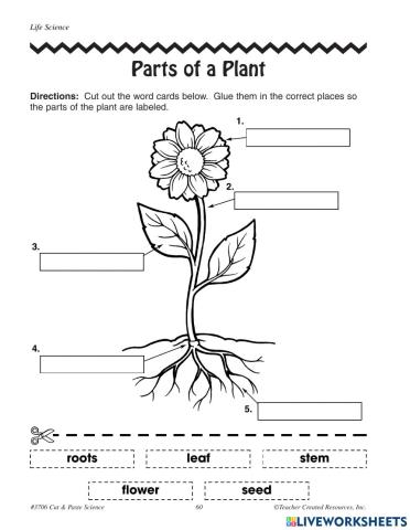 Part of a Plant