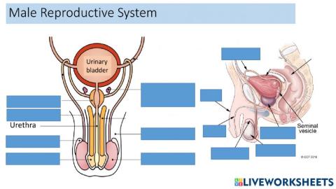 Human Reproductive System