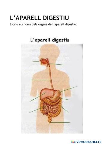 Aparell digestiu