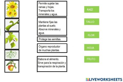 Las partes de las plantas