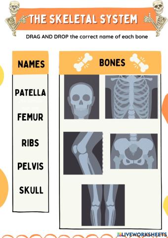 The skeletal system