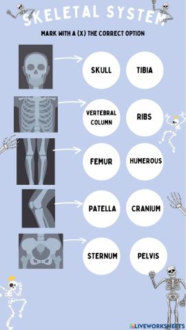 Skeletal system