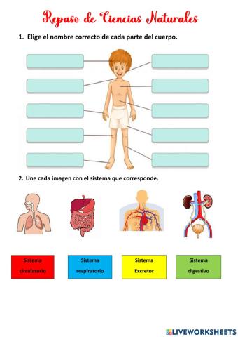 Repaso de naturales de segundo grado de primaria