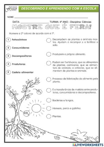 Atividades de Ciências – As plantas