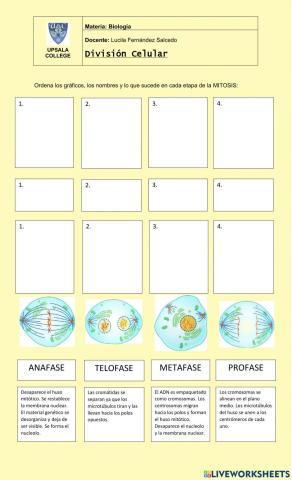 Mitosis