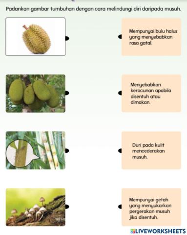 Cara tumbuhan melindungi diri