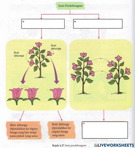 Jenis Pendebungaan