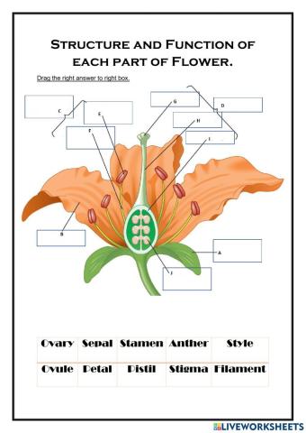 Structure of Flower