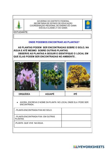 Plantas