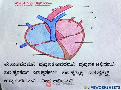 Human Heart