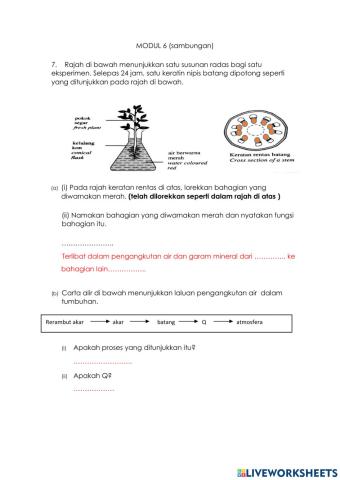 Pengangkutan dalam tumbuhan