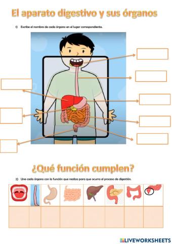 El Sistema digestivo, órganos y funciones.