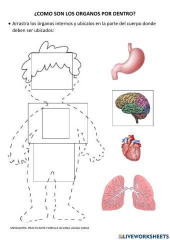 ORGANOS DEL CUERPO HUMANO