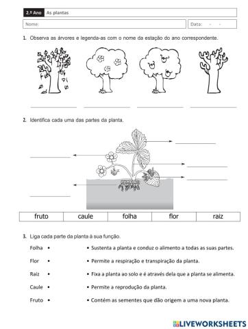 Plantas - 2.º Ano