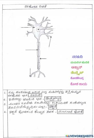 ನರಕೋಶ