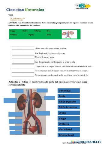 Sistema excretor