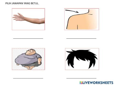 Anggota badan