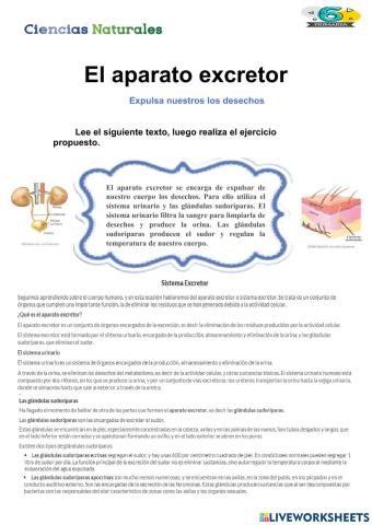 Clasificación del sistema excretor