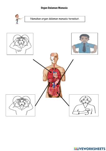 Organ dalaman manusia