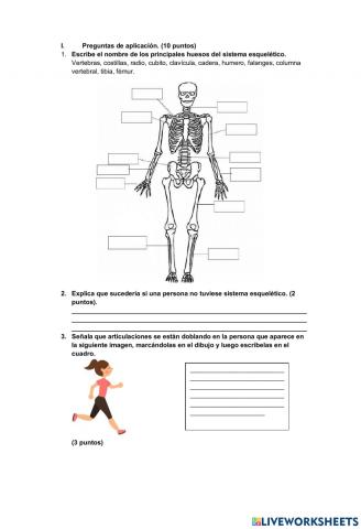 Sistema locomotor