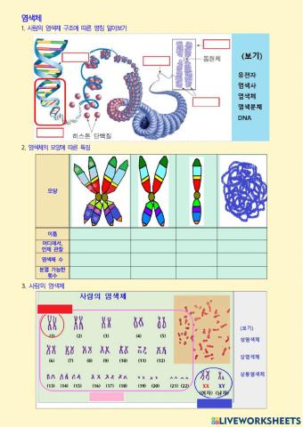 염색체