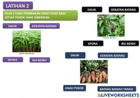 Latihan satu pokok pelbagai cara pembiakan