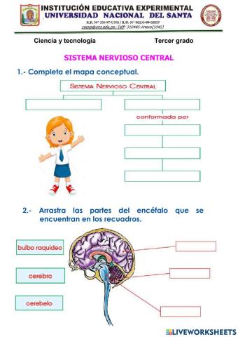 Sistema nervioso central