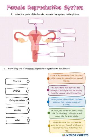 Female reproductive system