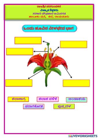 ಒಂದು ಹೂವಿನ ನೀಳಛೇದ ಭಾಗ