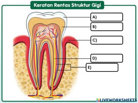 Keratan Rentas Struktur Gigi