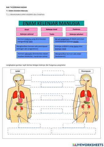 Sistem endokrin manusia