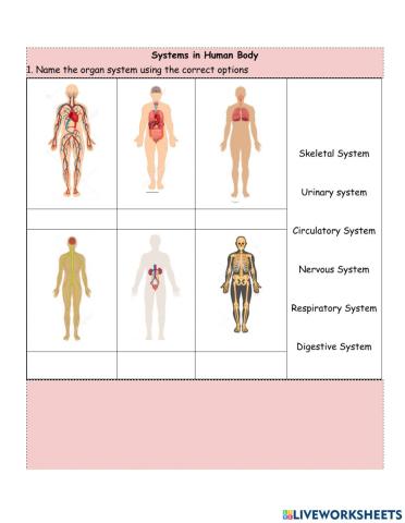 Human Organ Systems