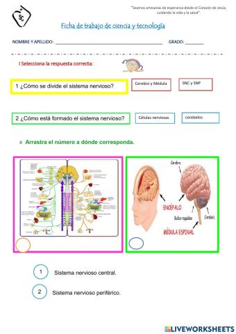 Ficha del sistema nervioso