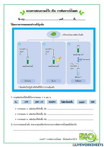 แบบตรวจสอบความเข้าใจ : การสังเคราะห์ด้วยแสง