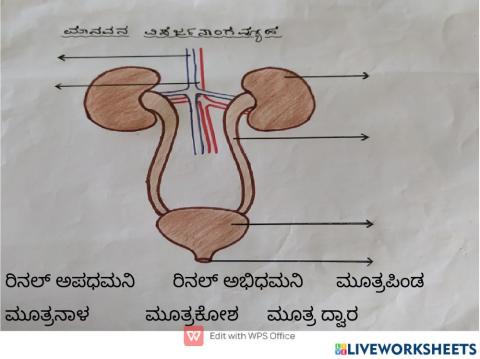 Human excretory system