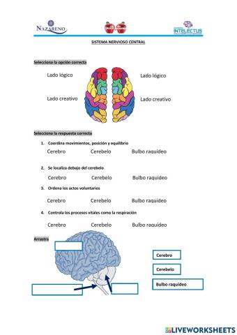 Sistema nervioso central