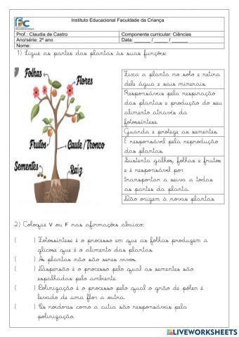 Partes das plantas