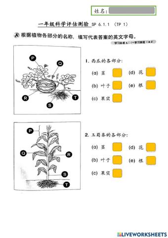 一年级科学：植物的部位 sp 6.1.1