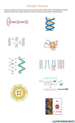 Biologia molecular