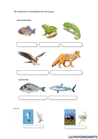 Animals vertebrats