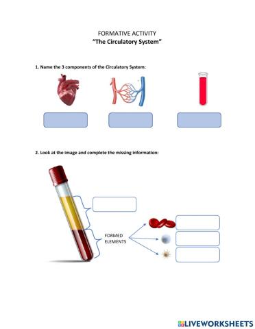 Circulatory System