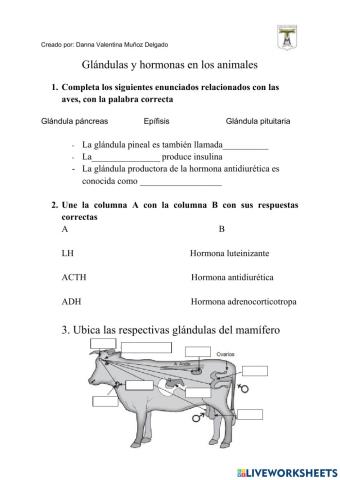 Glandulas y hormonas animales